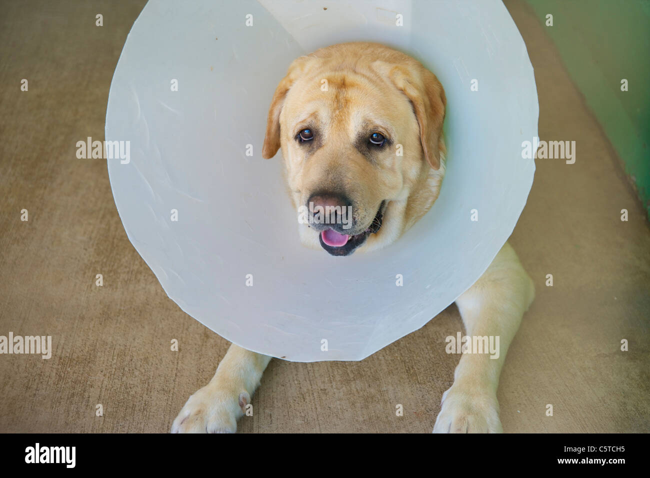 cone of shame stock photos cone of shame stock images alamy