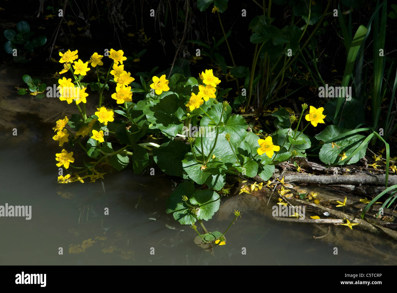 Yellow flowering Marsh Marigold on the edge of a stream Bath Somerset England UK Stock Photo