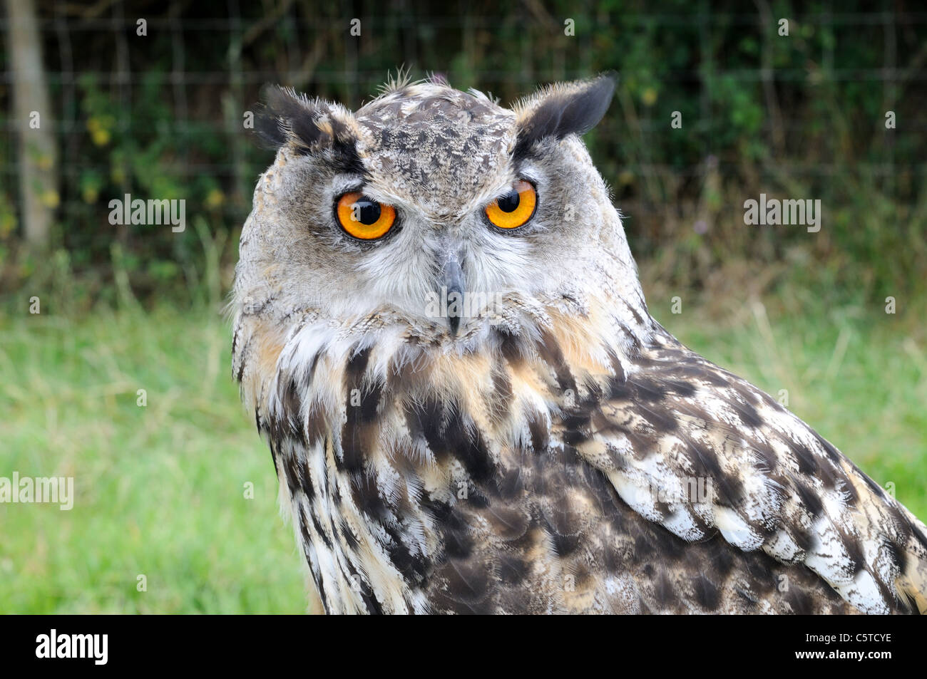 Close up of a captive Eagle Owl Pembrokeshire Wales Cymru UK GB Stock Photo
