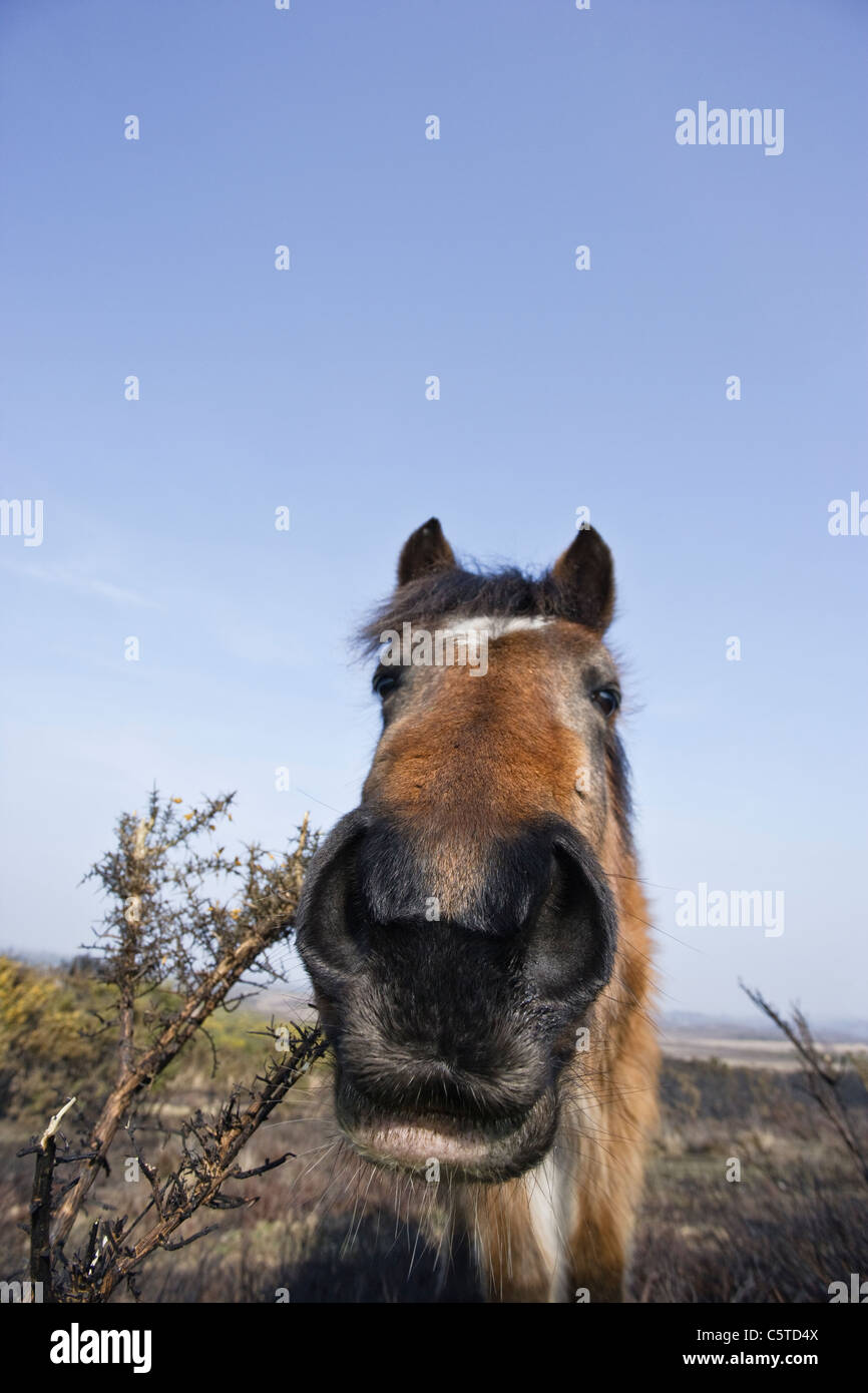 Young New Forest pony foal, close up. Stock Photo