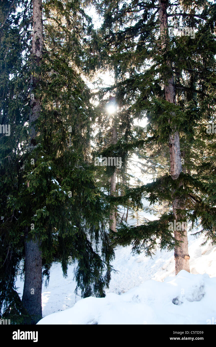 Sunlight france forest hi-res stock photography and images - Alamy