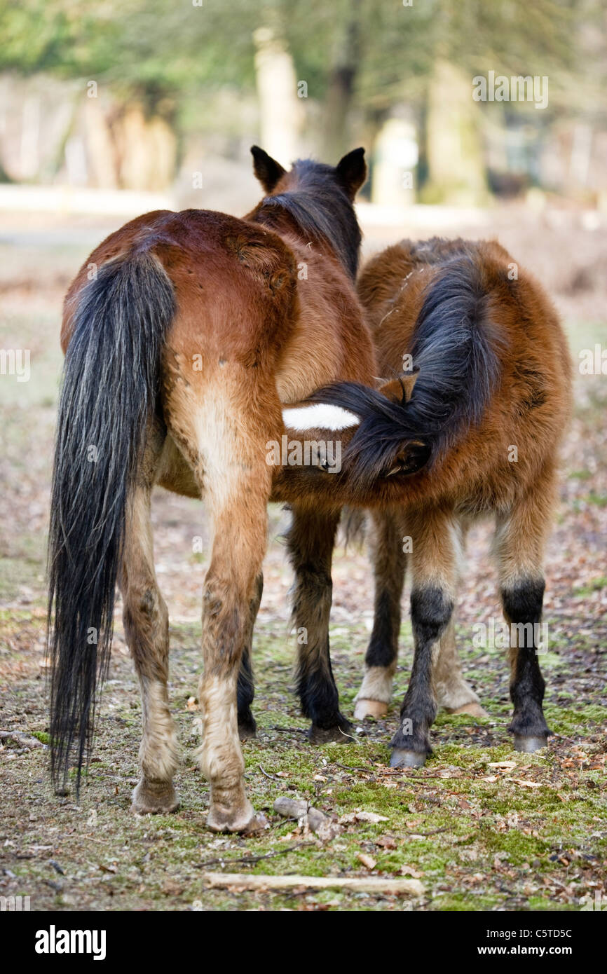 New Forest ponies, foal feeding from mare Stock Photo