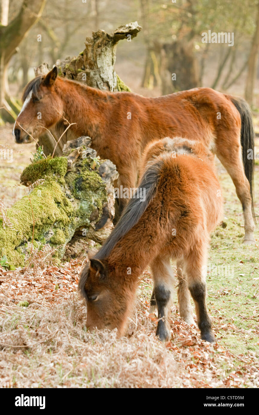 New Forest ponies foal and mare. Stock Photo