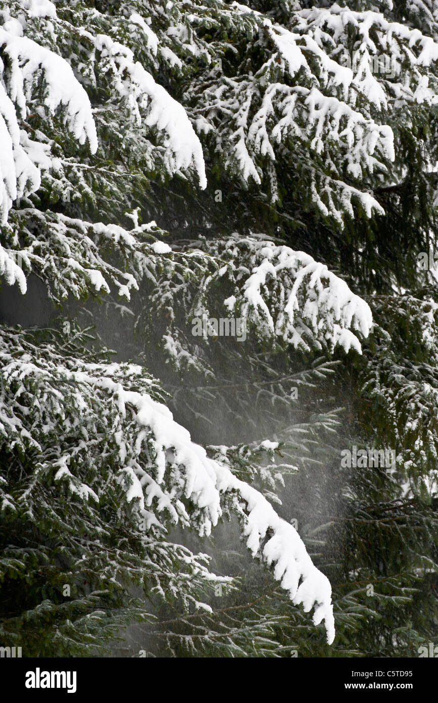 Snow on a pine tree Stock Photo