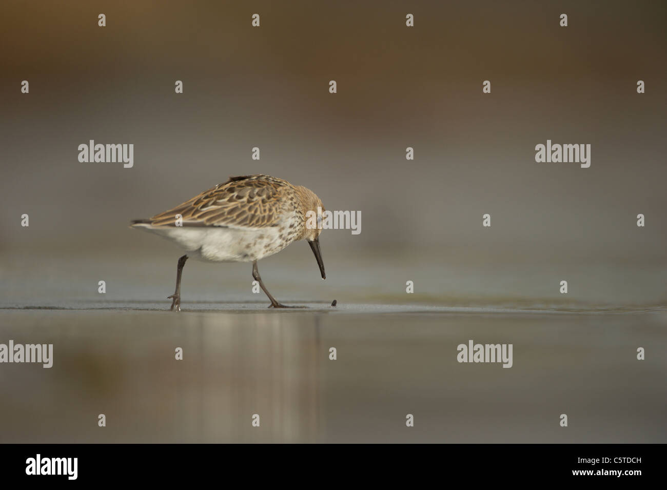 Dunlin Calidris alpina An adult is intrigued by what might be some potential food poking up out of the sand. Shetland Islands,UK Stock Photo