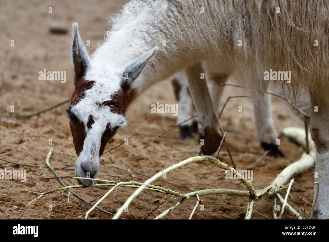 Outdoor image of a Camelid (Camelidae). Stock Photo