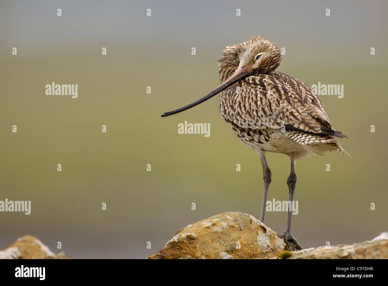 CURLEW Numenius arquata Portrait of an adult preening whilst perched on a stone wall. July.  Shetland Islands, Scotland, UK Stock Photo