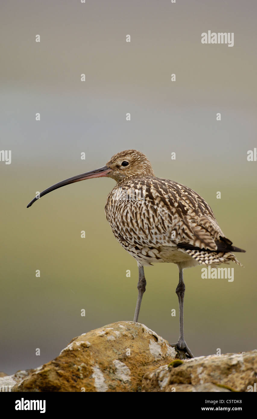 CURLEW Numenius arquata Portrait of an adult perched on a stone wall. July. Shetland Islands, Scotland, UK Stock Photo