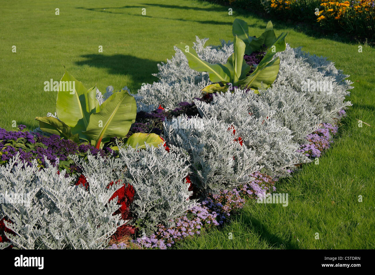 Annual flower bed : Senecio cineraria. Stock Photo