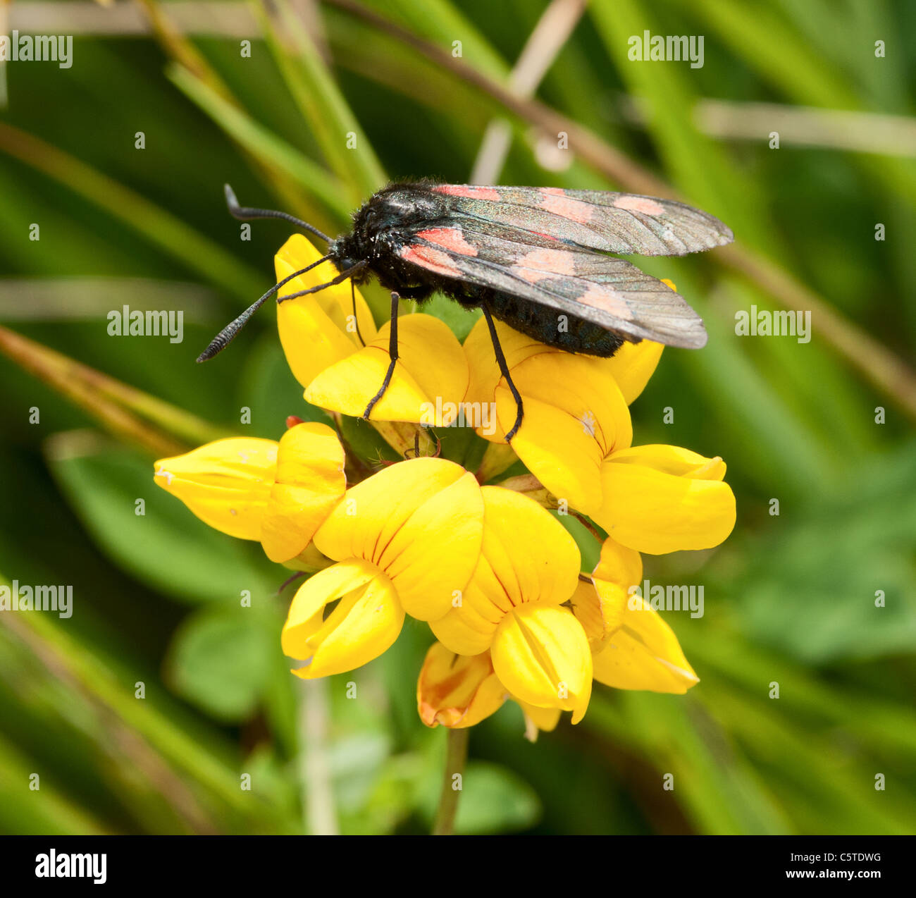 5- spot burnet moth nectaring Stock Photo