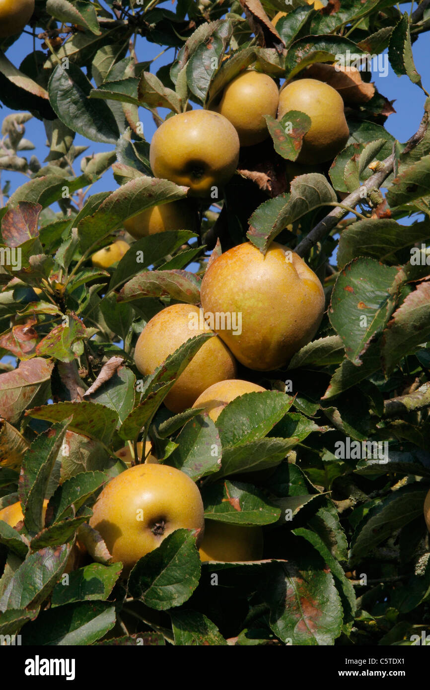 Russet apples (Reinette Grise du Canada, Gray Fall Reinette)on branch in a garden). Stock Photo