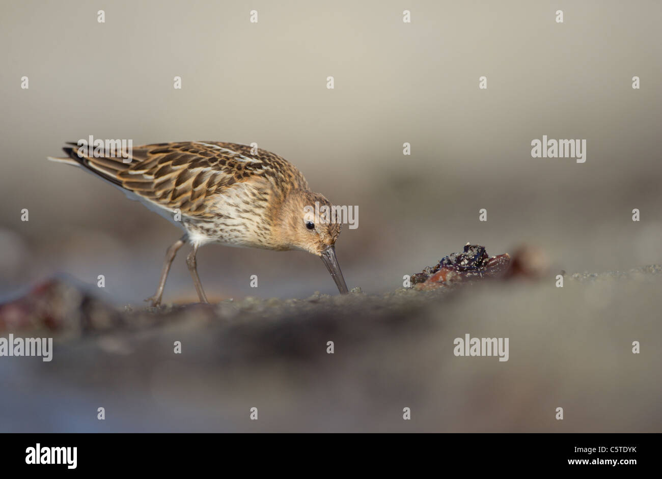 Dunlin Calidris alpina An adult forages on the tide line of a remote beach. September. Shetland Islands, UK Stock Photo