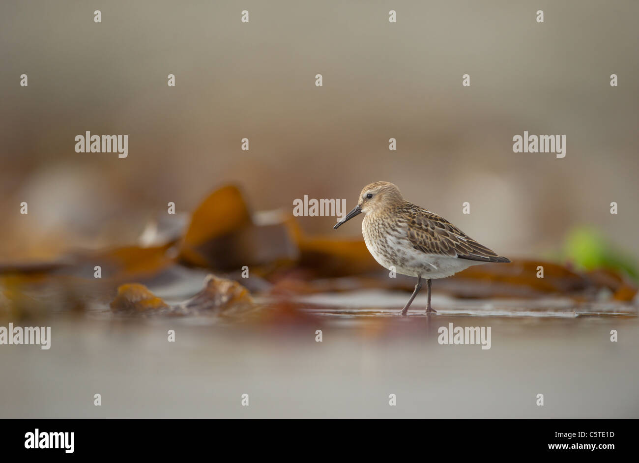 Dunlin Calidris alpina An adult foraging among seaweed that has washed up on a remote beach. September. Shetland Islands, UK Stock Photo
