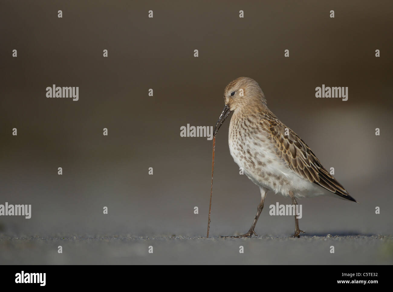 Dunlin Calidris alpina An adult trying to pull a worm out of the wet sand on a beach. September. Shetland Islands, UK Stock Photo