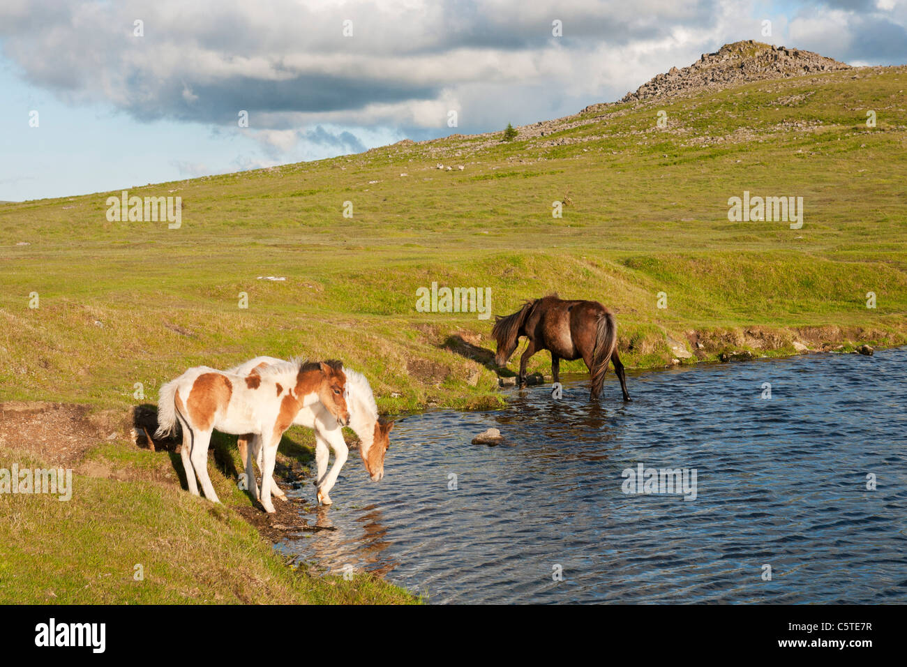 Dartmoor pony and foals drinking at pond on Dartmoor, Devon UK Stock
