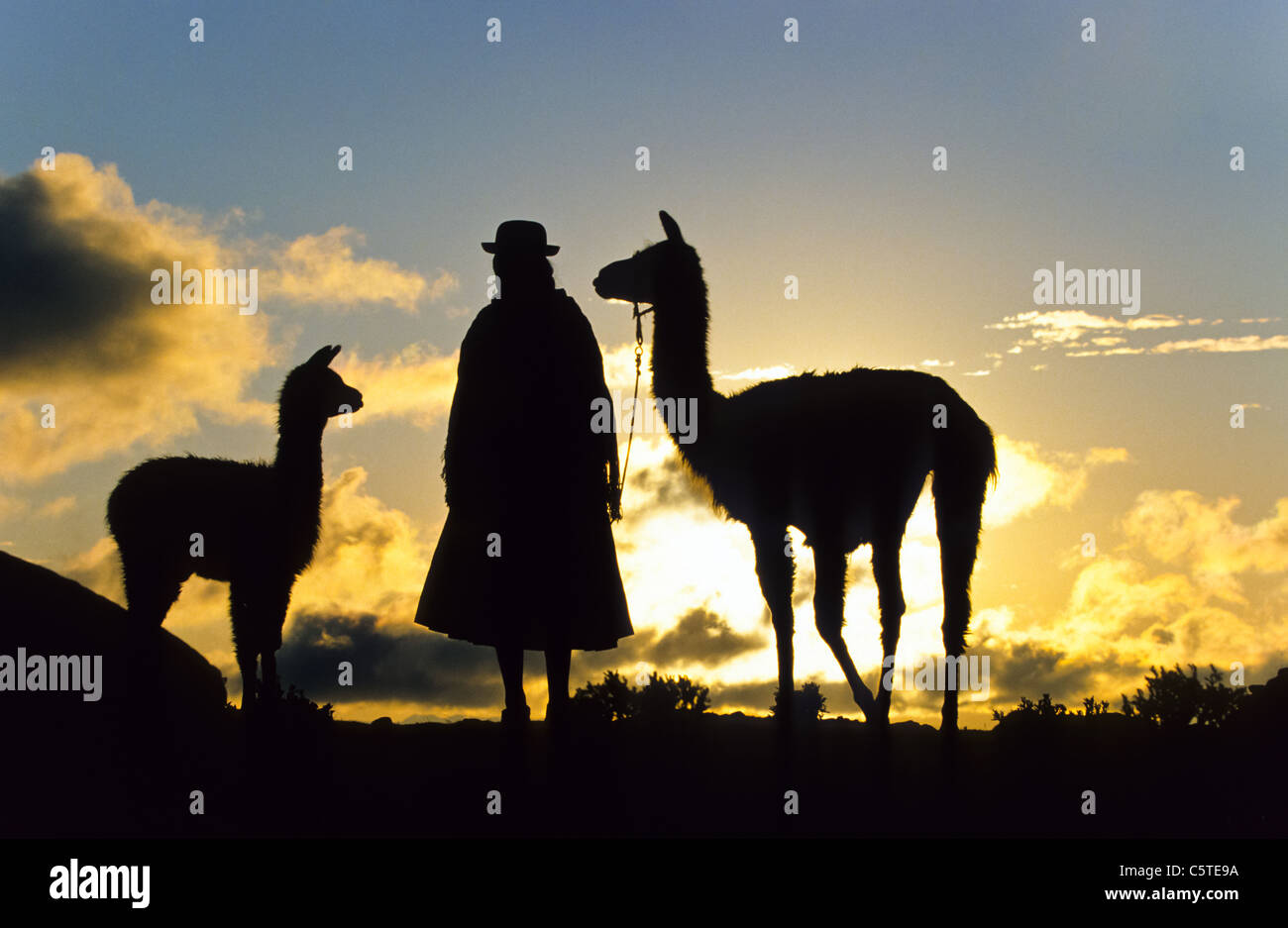 young inka woman with lamas in the sunrise Stock Photo - Alamy