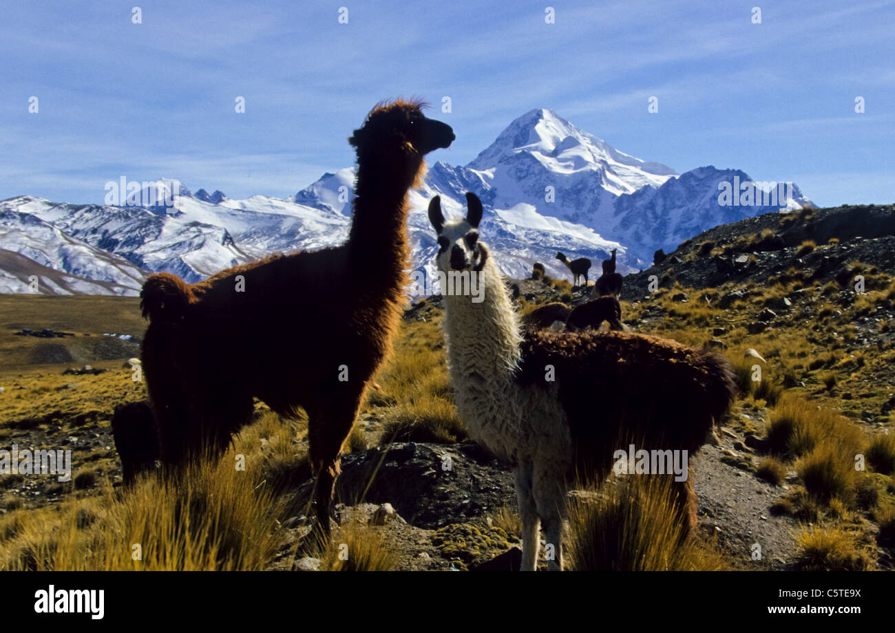 Lama couple below snow covered Andean peak Stock Photo - Alamy