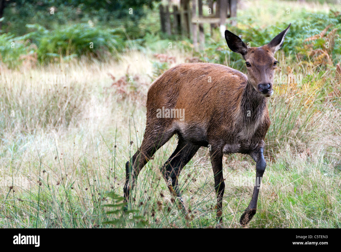 red female deer in Richmond Park,  London Stock Photo