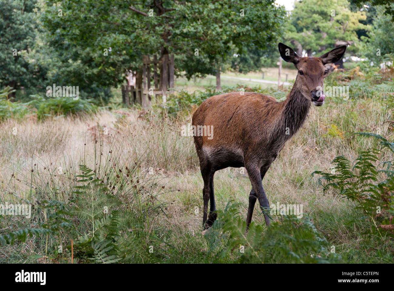 red female deer in Richmond Park,  London Stock Photo