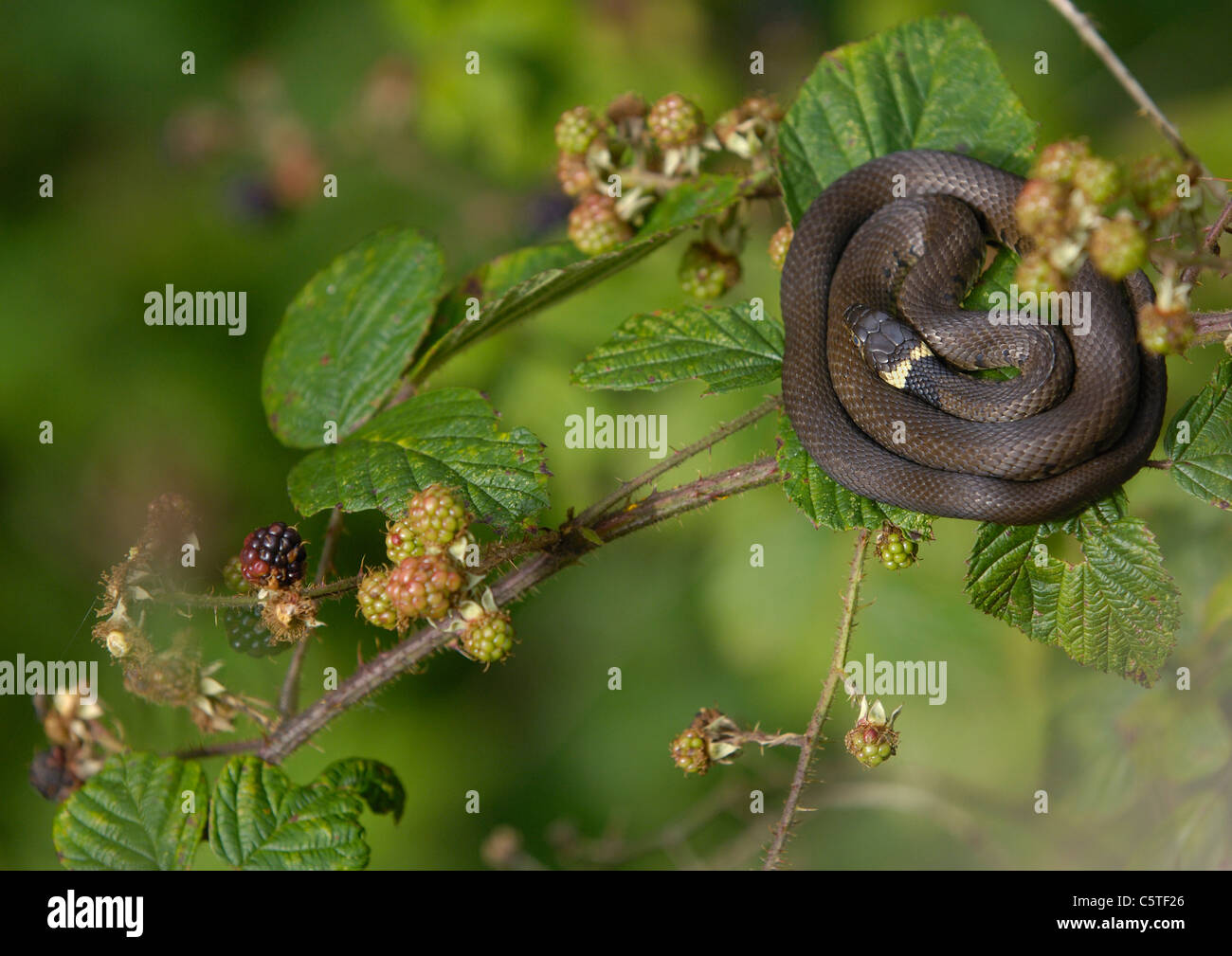 GRASS SNAKE Natrix natrix A subadult snake basks precariously on the