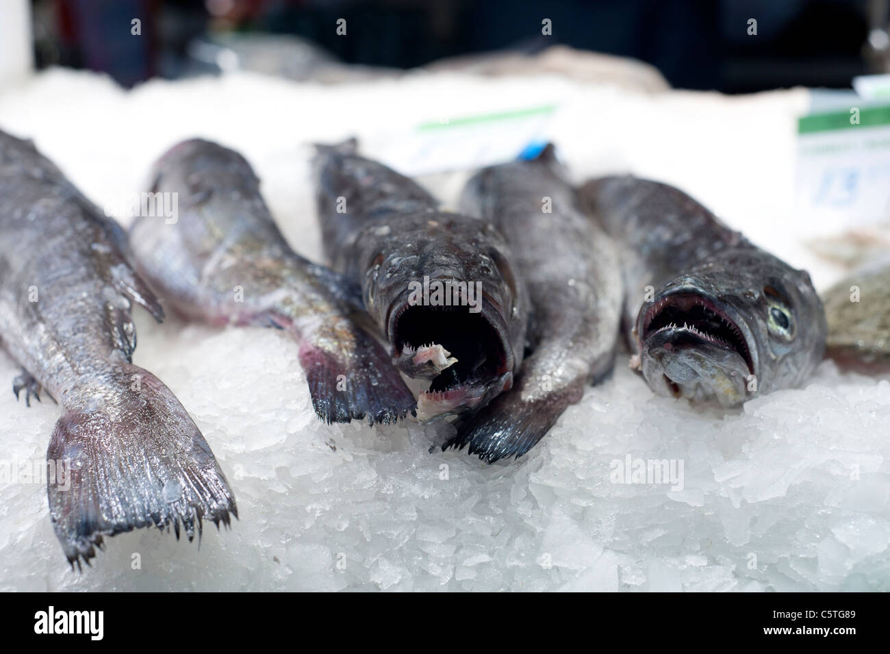 Fresh fish on ice in food market, Barcelona Stock Photo Alamy