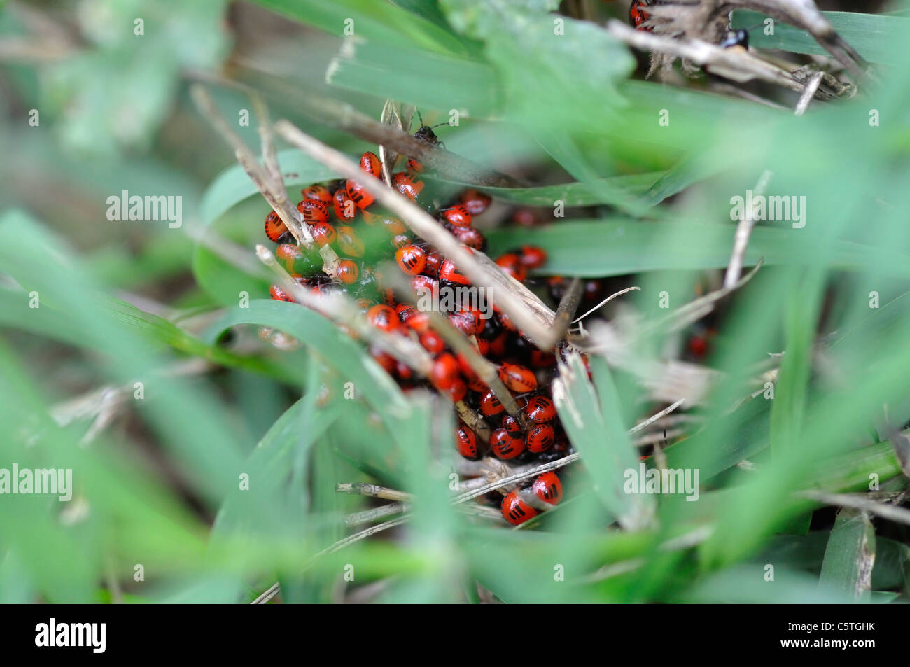 Ladybug nest Stock Photo Alamy