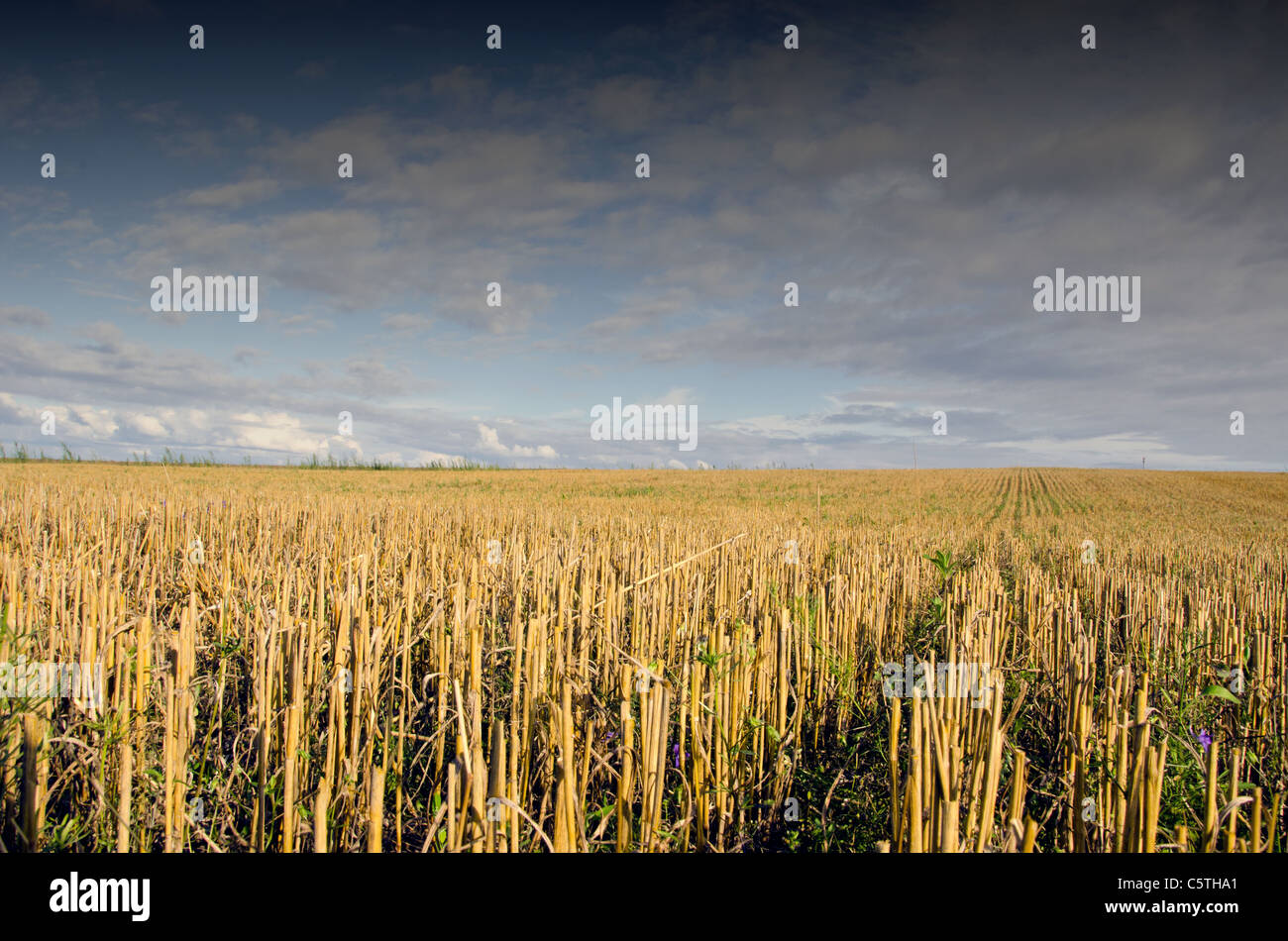 crop field landscape after harvest and sky Stock Photo - Alamy