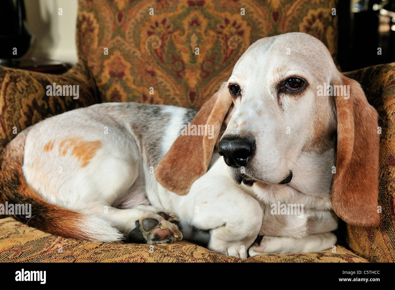 The Basset Hound is a shortlegged breed of dog of the hound family