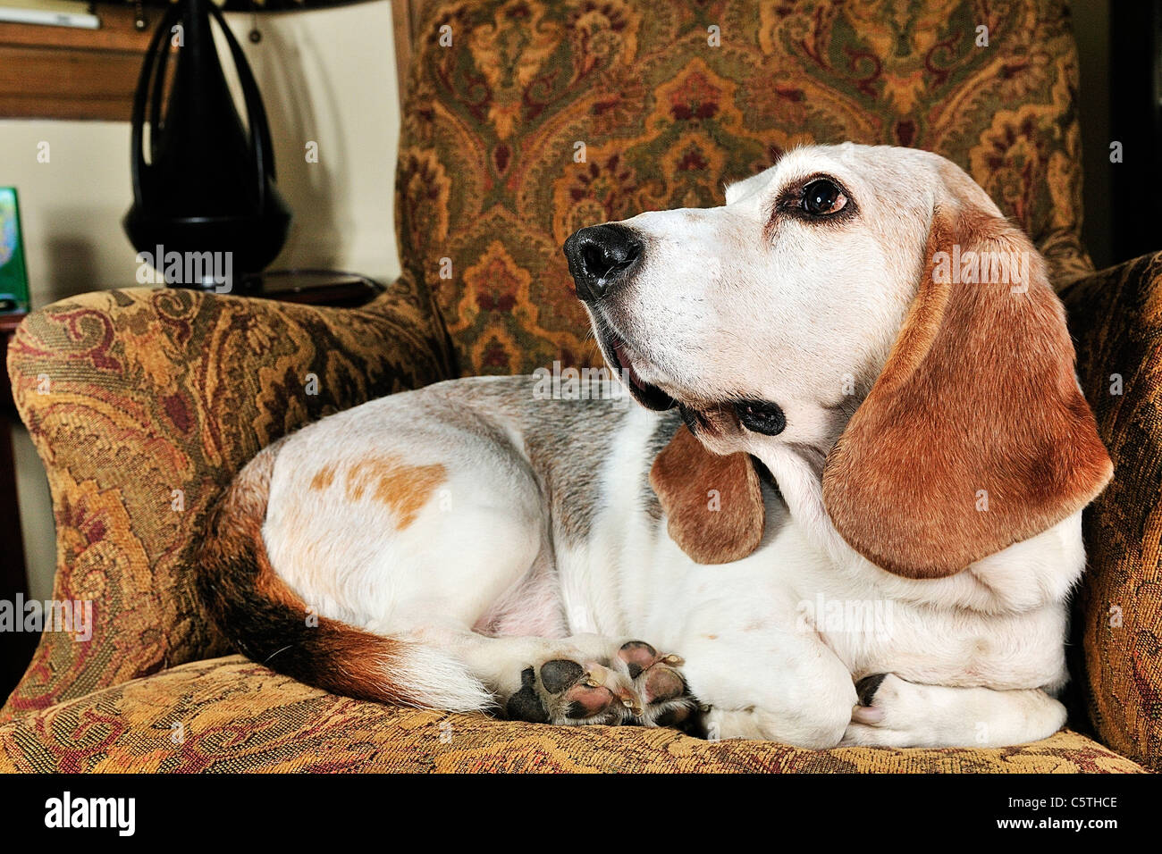 Basset Hounds For Rabbits