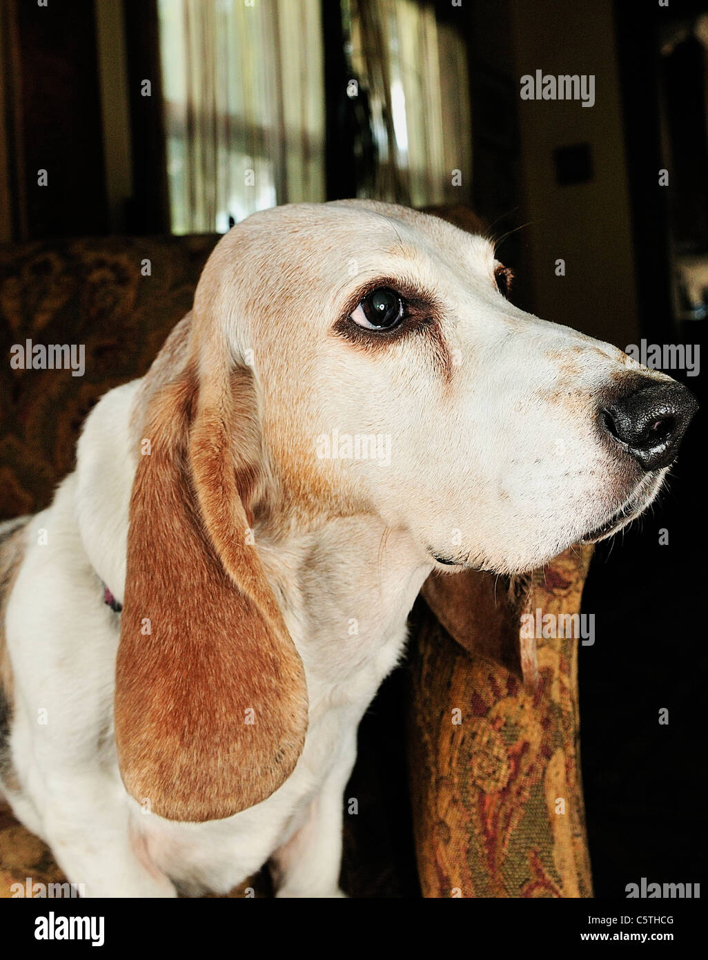 The Basset Hound is a shortlegged breed of dog of the hound family