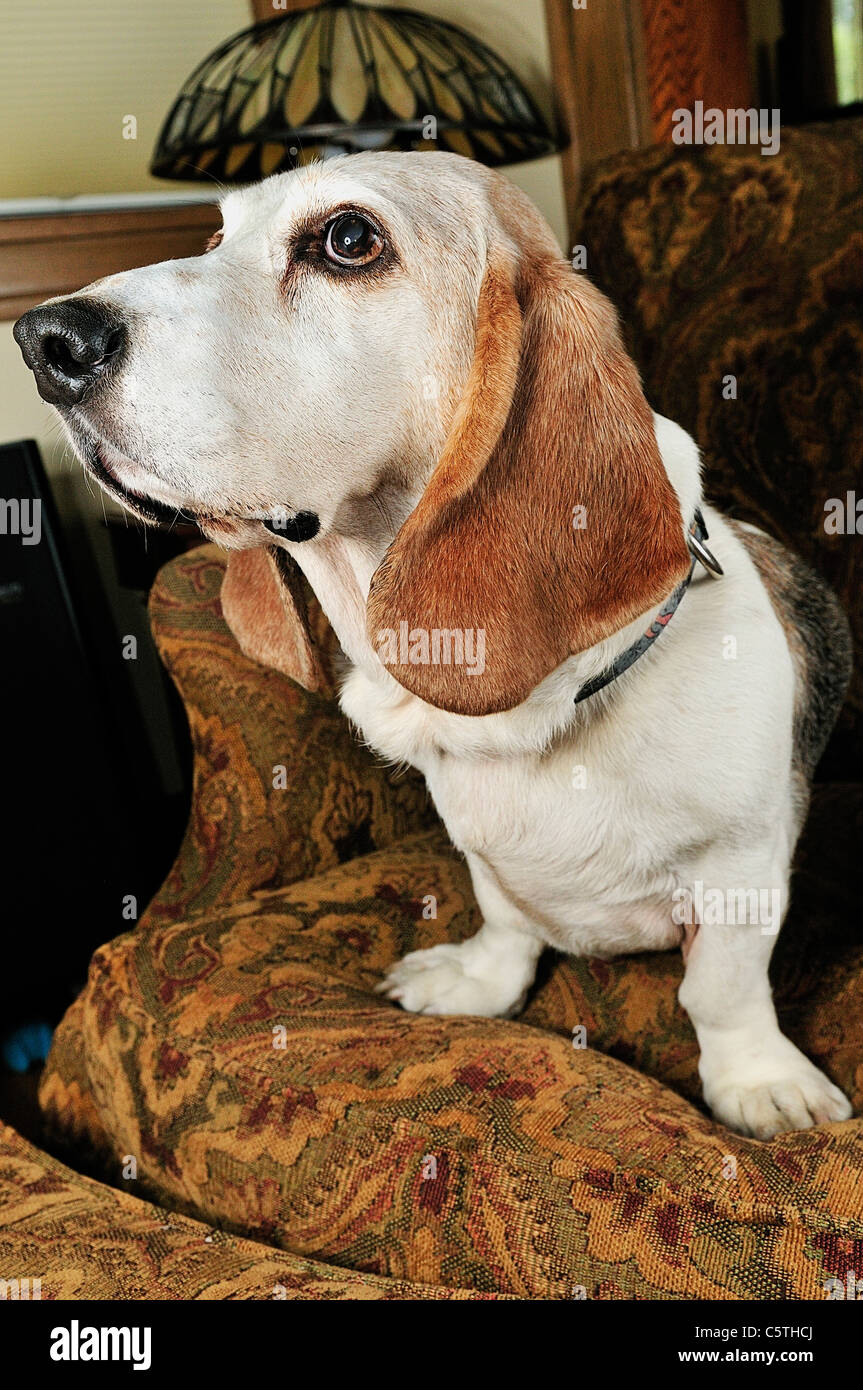 Hound dog cheap family