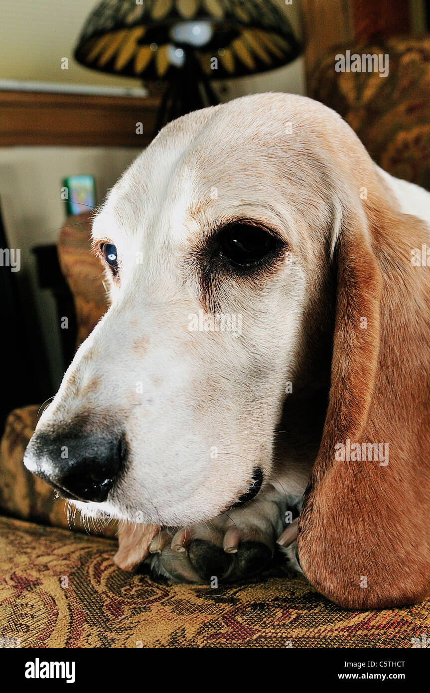 The Basset Hound is a shortlegged breed of dog of the hound family