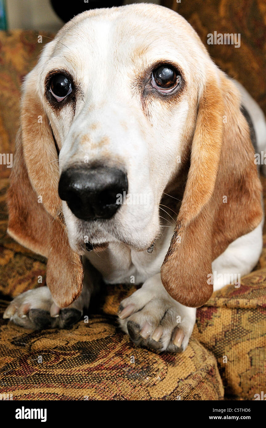 The Basset Hound is a shortlegged breed of dog of the hound family