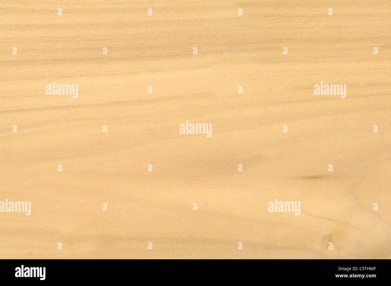 Wood surface, American Whitewood (Liriodendron tulipifera) full frame