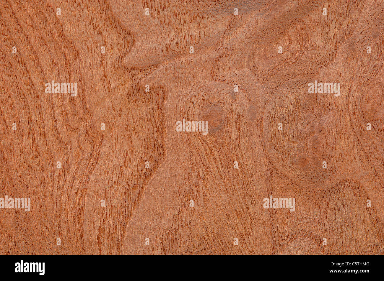 Wood surface, Root wood, Elm wood (Ulmus campestris) full frame Stock Photo