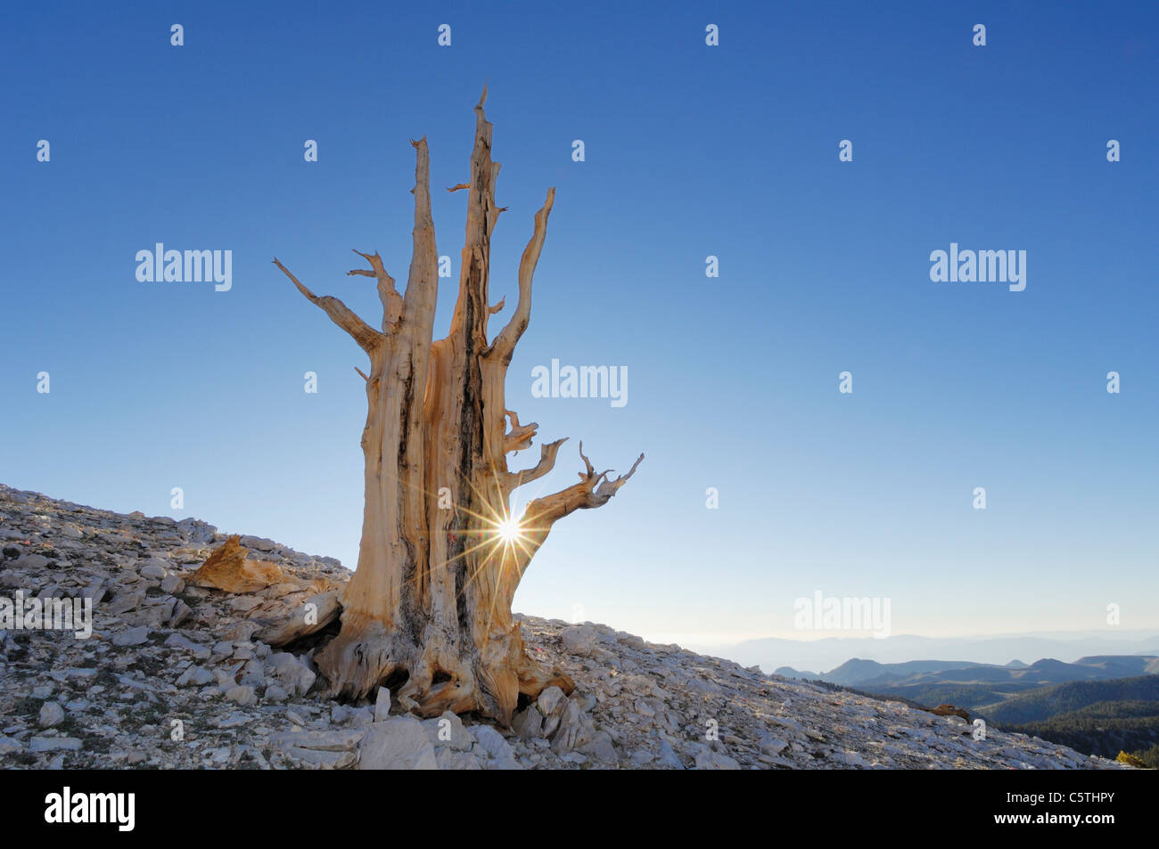 USA, California, Bristleocne Pine (Pinus longaeva) in landscape Stock Photo