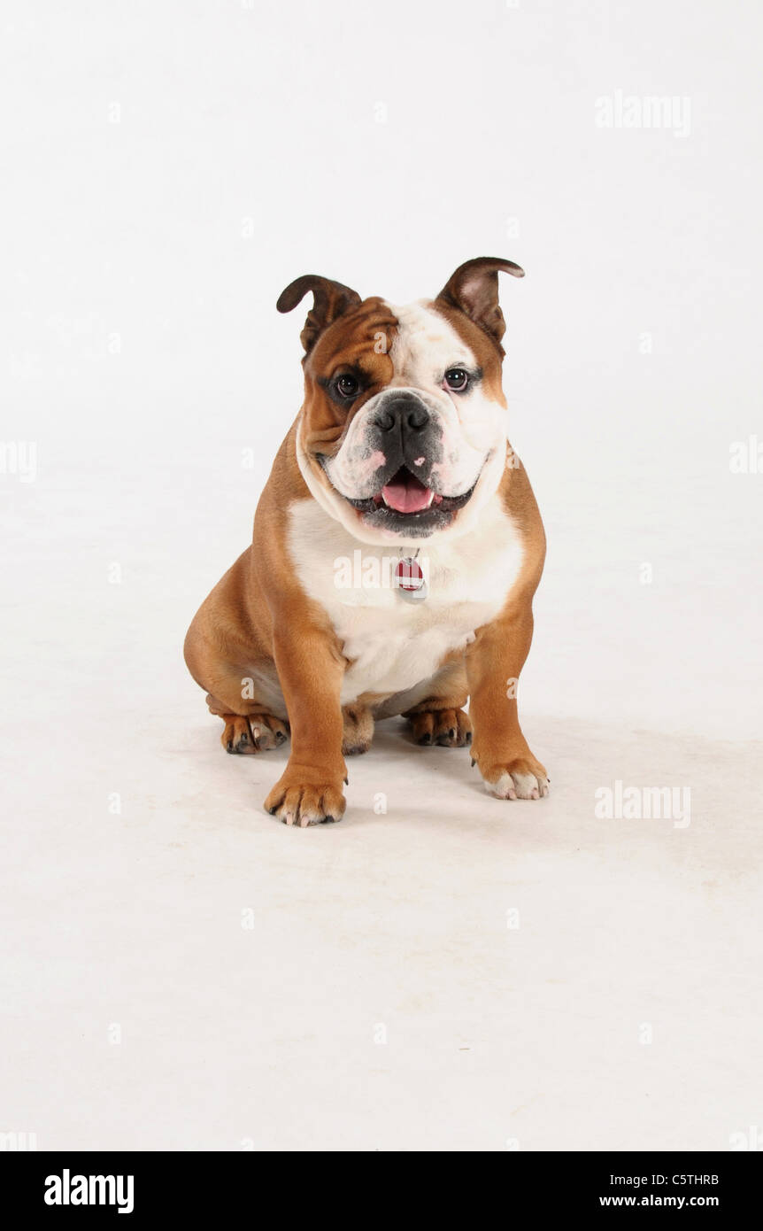 English bulldog on white background Stock Photo