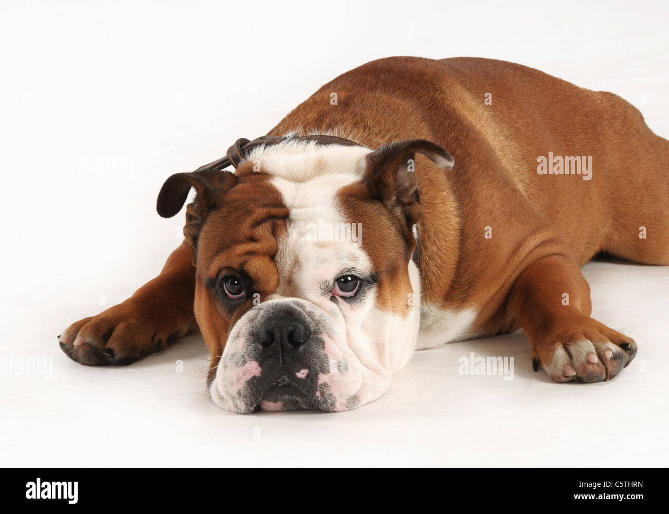 English bulldog on white background Stock Photo