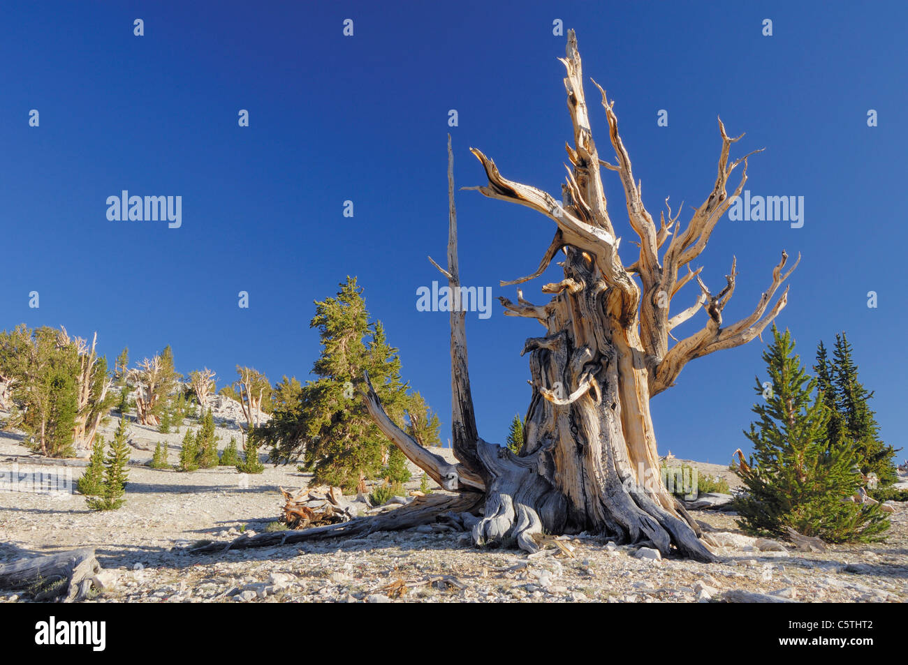 USA, California, Bristleocne Pine (Pinus longaeva) against blue sky Stock Photo