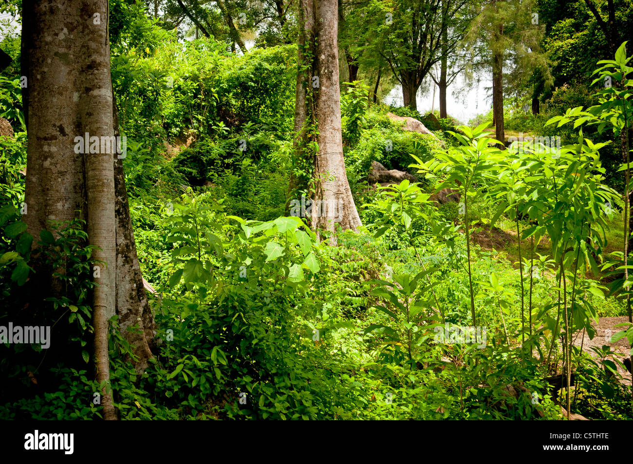 Thick jungle canopy hi-res stock photography and images - Alamy