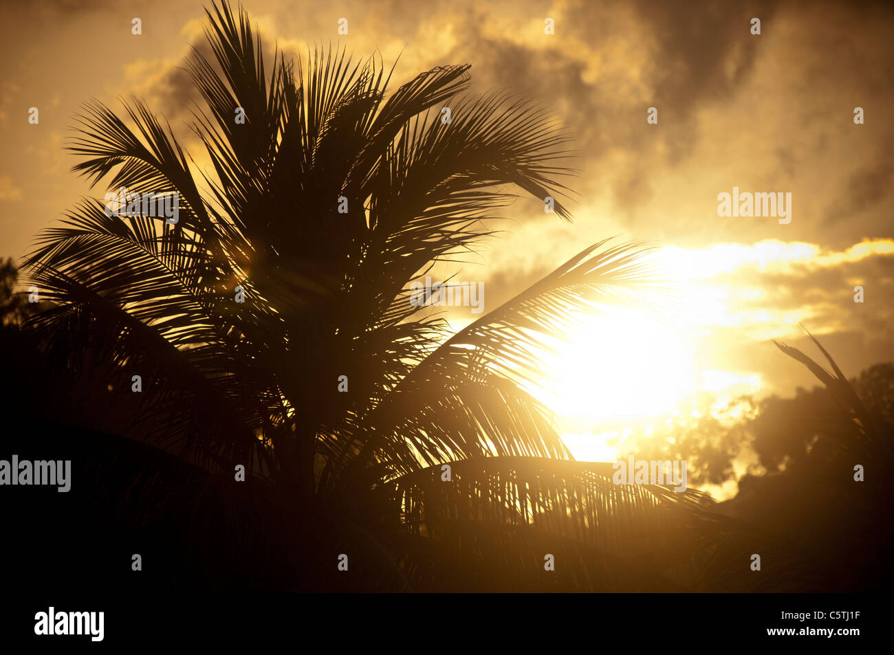 Intense sunset with a silhouetted palm tree Stock Photo - Alamy
