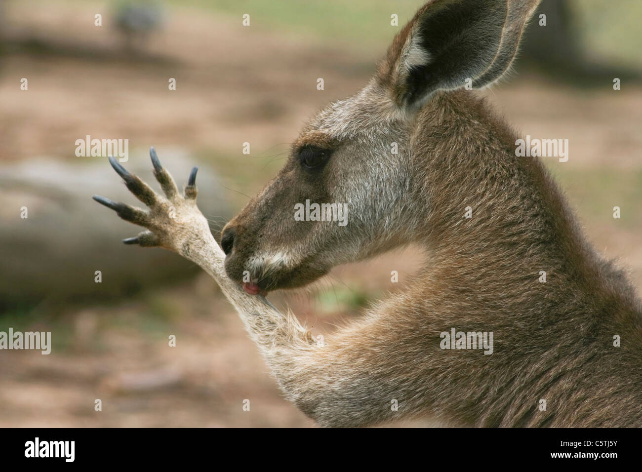 Australia, Queensland, Wallaby (Macropus agilis), side view, portrait Stock Photo