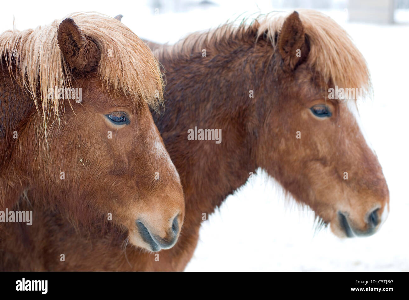 Sweden, Ã–rnskÃ¶ldsvik, Two Shetland ponies (Equus f. caballus) portrait, close-up Stock Photo