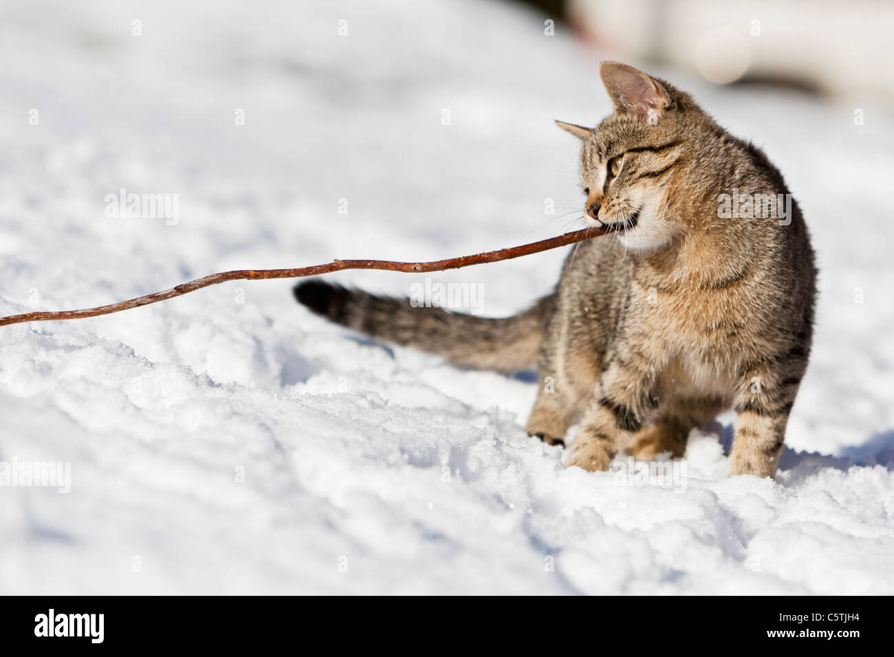 Germany, Bavaria, Close up of tabby kitten playing in snow Stock Photo