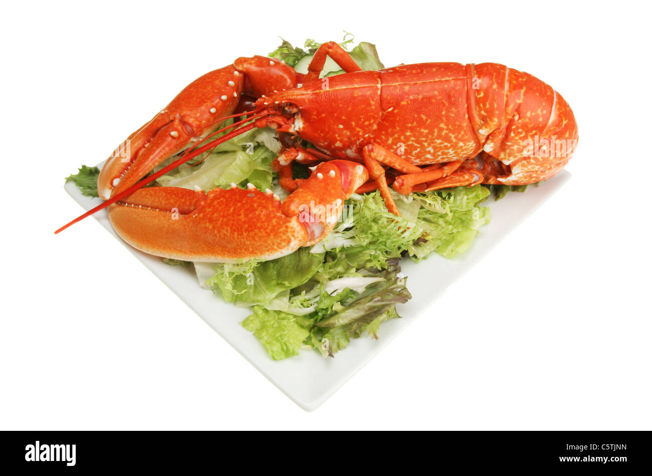 Whole cooked lobster on a plate of mixed green leaf salad Stock Photo