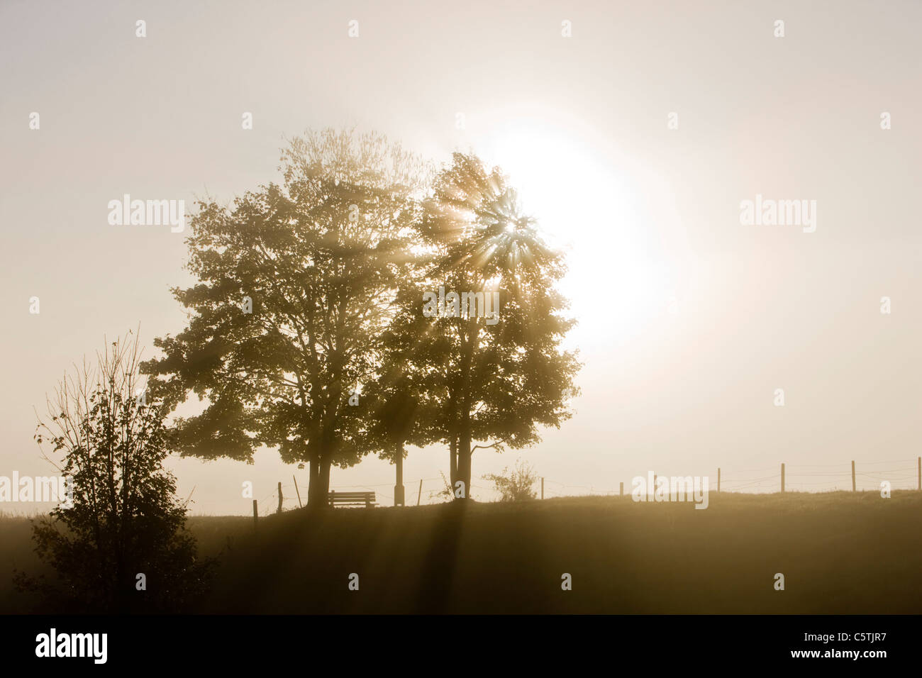 Germany, Bavaria, Trees with fog and back light Stock Photo