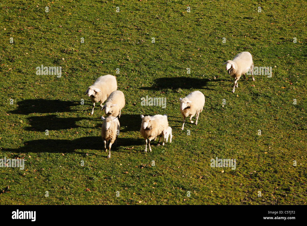 Germany, Bavaria, Kreuth, Flock of sheep walking on grass Stock Photo