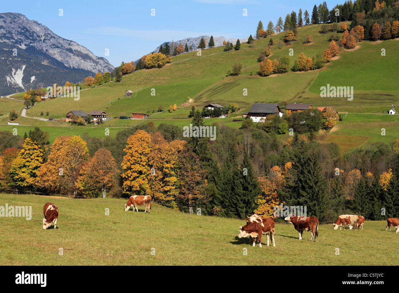 Austria, Styria, View of cattle grazing on seewigtal valley in schladminger tauern mountains Stock Photo
