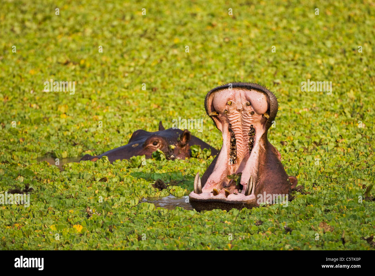 Africa, Sambia, Hippopotamus (Hippopotamus amphibius) Stock Photo