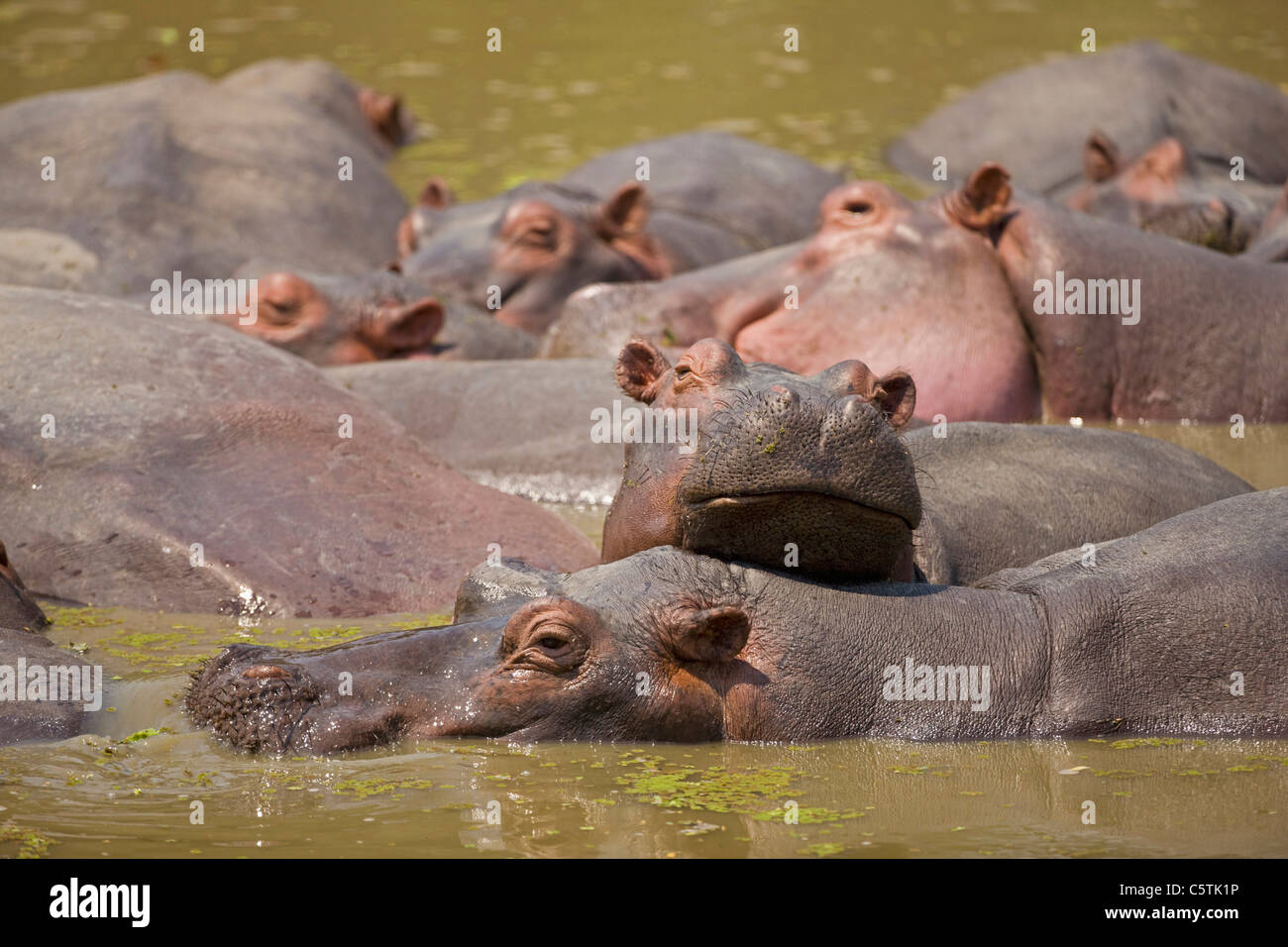 Africa, Sambia, Group of hippopotami (Hippopotamus amphibius) in waterhole Stock Photo